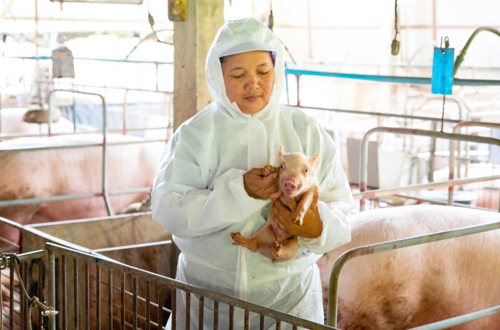 What pig farmers can teach us about stopping coronavirus with tech